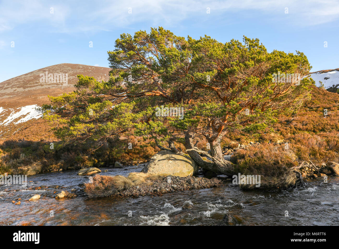 Scots Pine trees (Pinus sylvestris L.) seen at loch Eanaich near Avimore in the Scottish Highlands, Scotland, UK. Stock Photo
