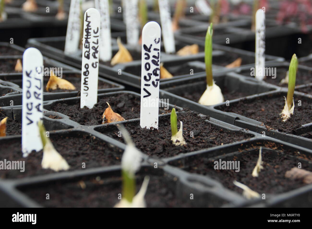 Vigour and Jumbo Elephant garlic. Young garlic plants emerging from