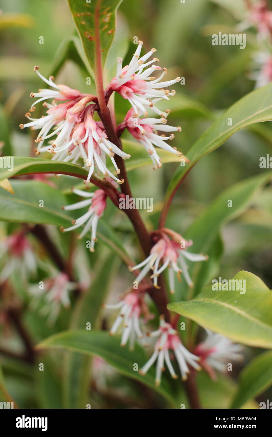Fragrant flowers of winter flowering Sarcococca hookeriana var. digyna (Christmas or Sweet box), UK Stock Photo