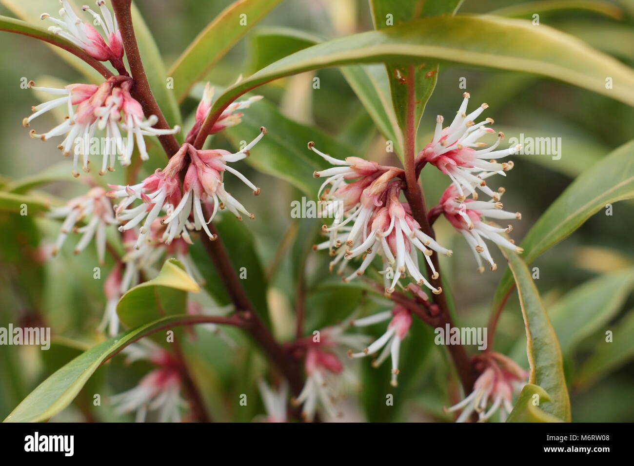 Fragrant flowers of winter flowering Sarcococca hookeriana var. digyna (Christmas or Sweet box), UK Stock Photo