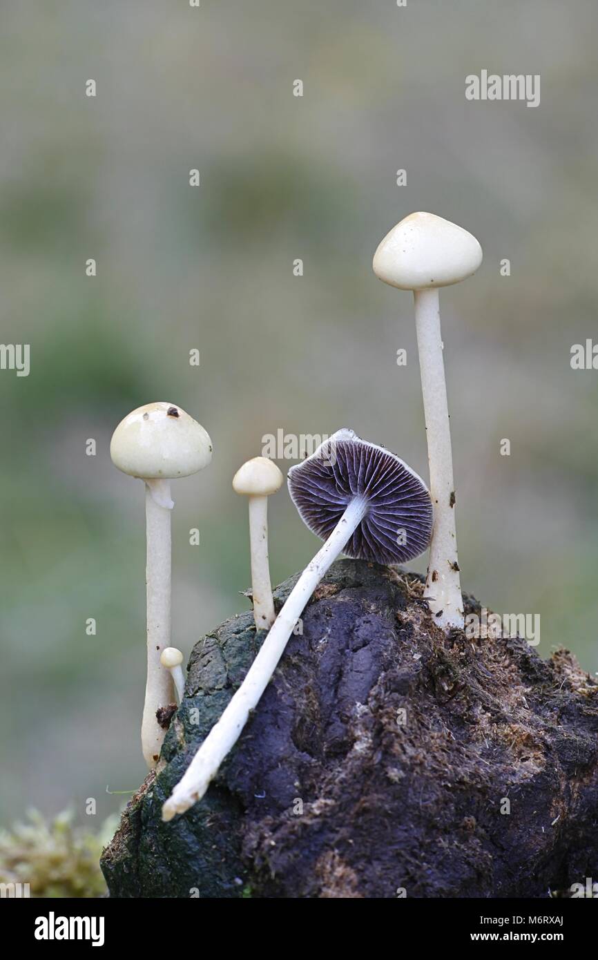 Magic mushroom, also called the halfglobe mushroom, Psilocybe semiglobata Stock Photo