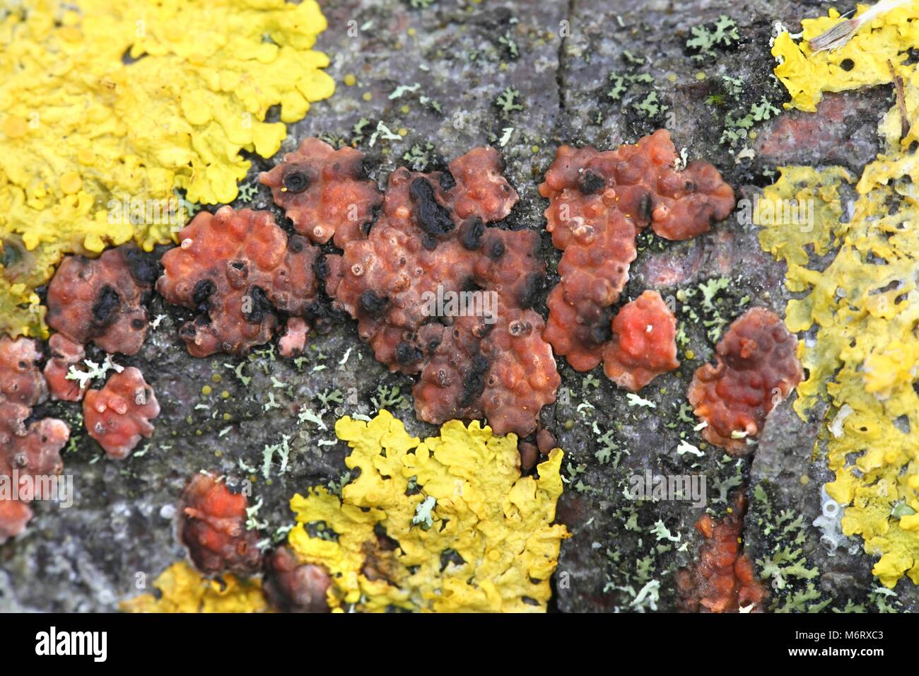 Colorful lichens and mushrooms  growing  on a branch of common aspen in Finland Stock Photo