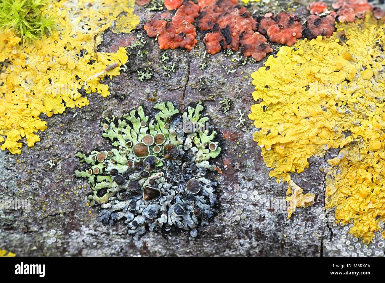 Colorful lichens and mushrooms  growing  on a branch of common aspen in Finland Stock Photo