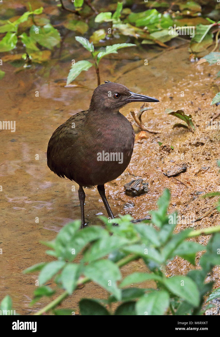 White-throated Rail (Dryolimnas cuvieri cuvieri) immature at waters edge, Madagascan Endemic  Perinet, Madagascar      October Stock Photo