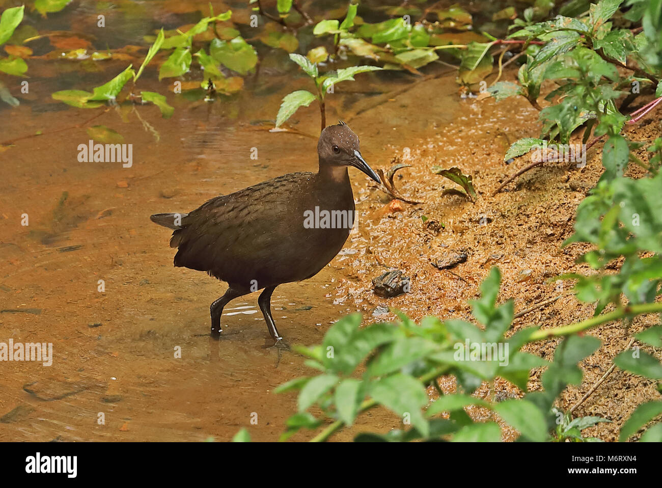 White-throated Rail (Dryolimnas cuvieri cuvieri) immature at waters edge, Madagascan Endemic  Perinet, Madagascar      October Stock Photo