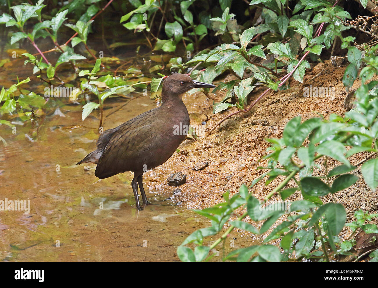 White-throated Rail (Dryolimnas cuvieri cuvieri) immature at waters edge, Madagascan Endemic  Perinet, Madagascar      October Stock Photo