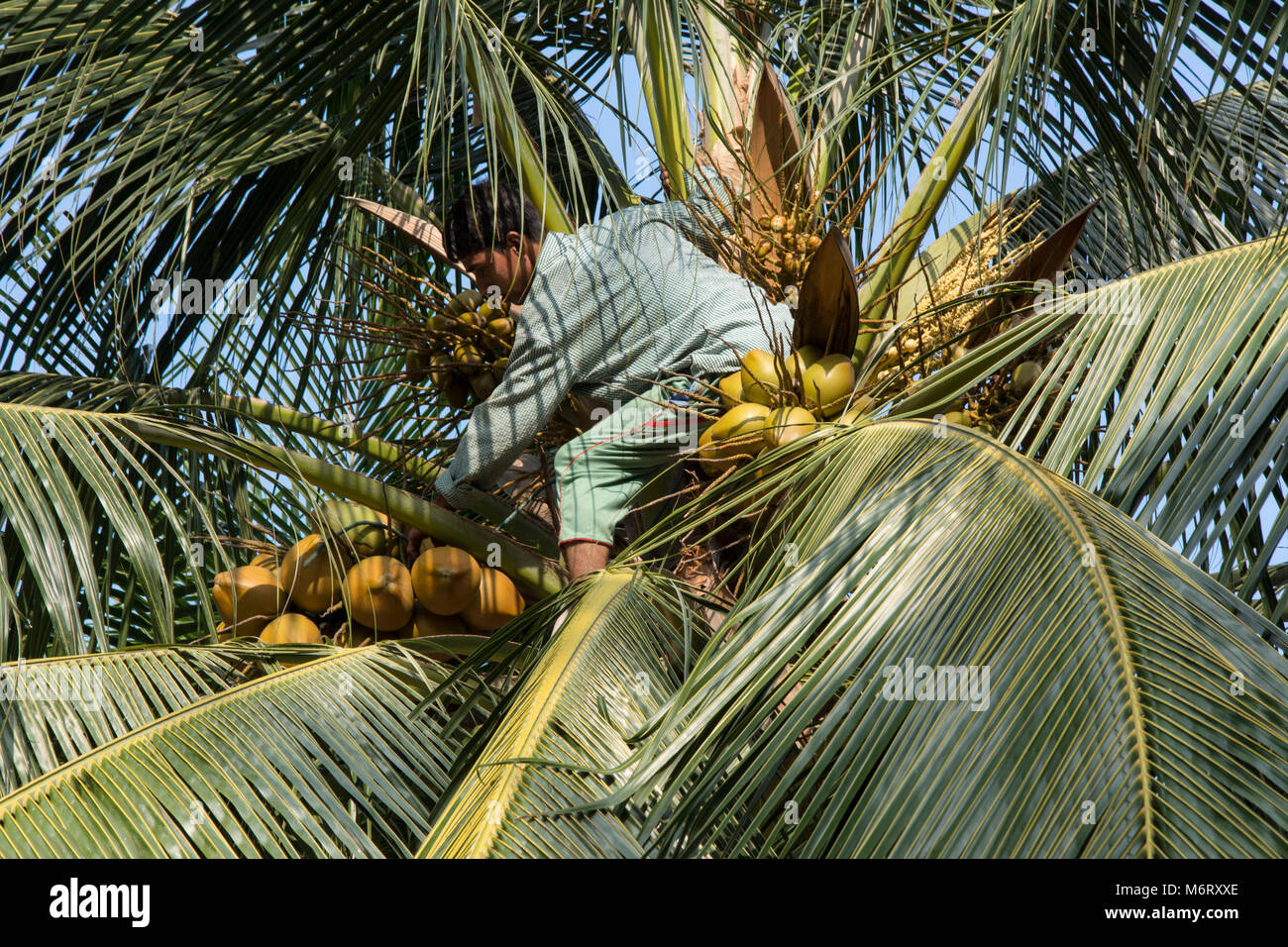 Ernte von Kokosnüssen auf Kaashidhoo / Malediven Stock Photo