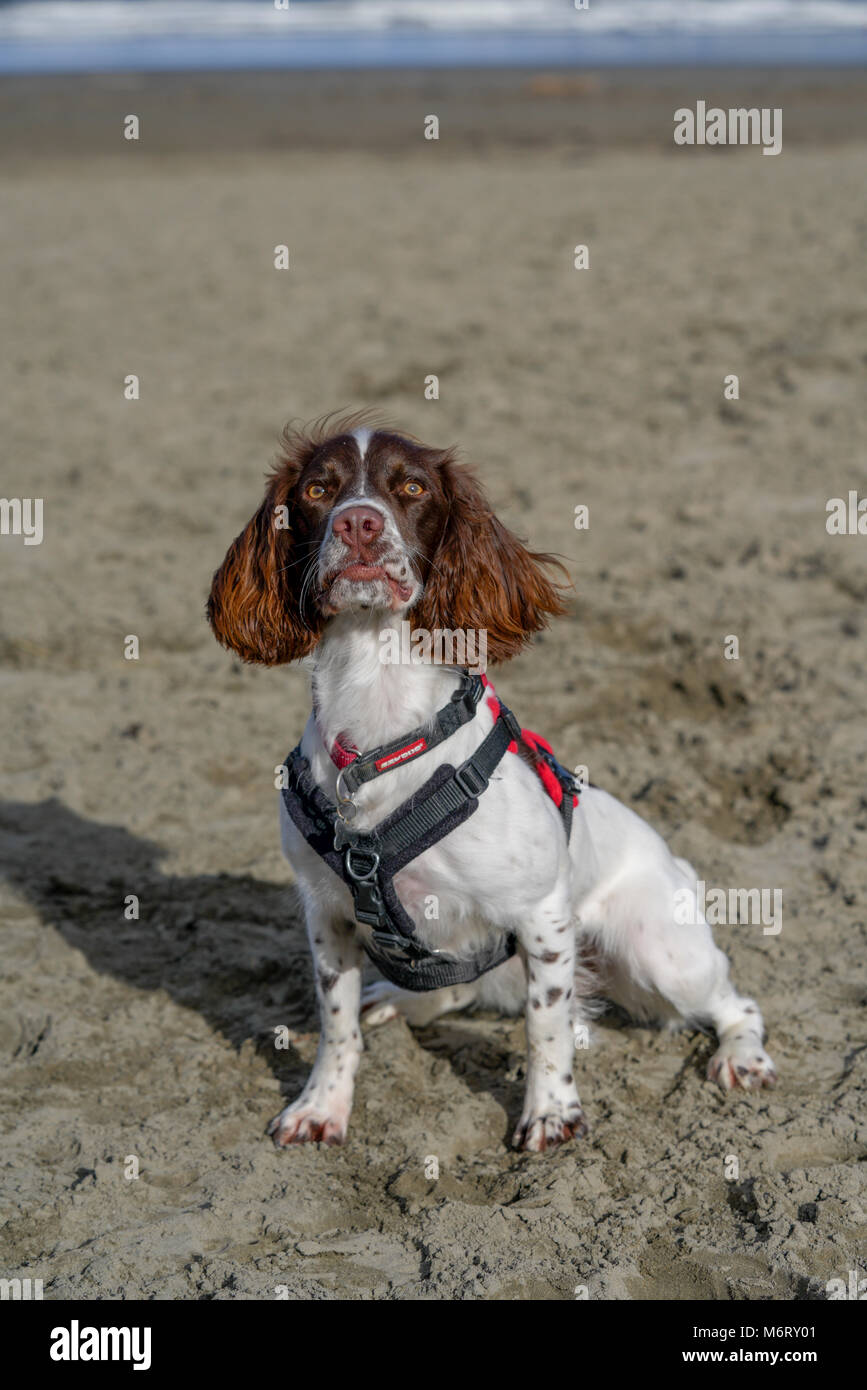 julius k9 springer spaniel