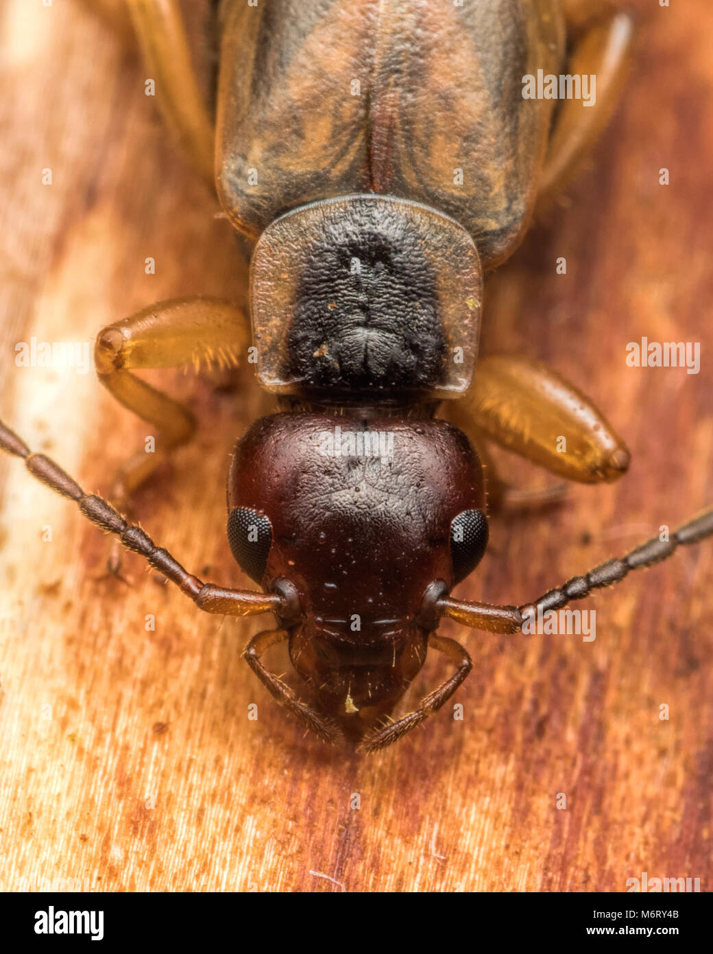 Common Earwig (Forficula auricularia) close up of the head showing the eyes and antennae. Tipperary, Ireland Stock Photo