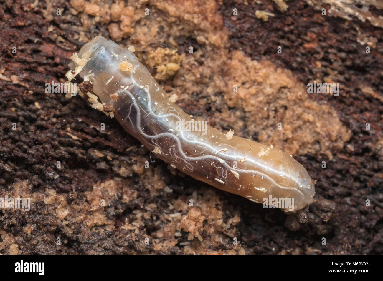 Cranefly larva or leatherjacket (Tipulidae) showing the breathing apparatus. Tipperary, Ireland Stock Photo