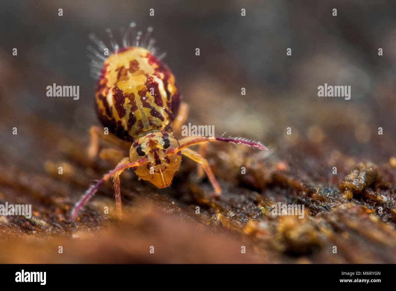 Globular Springtail (Dicyrtomina saundersi) resting on tree bark. Tipperary, Ireland Stock Photo