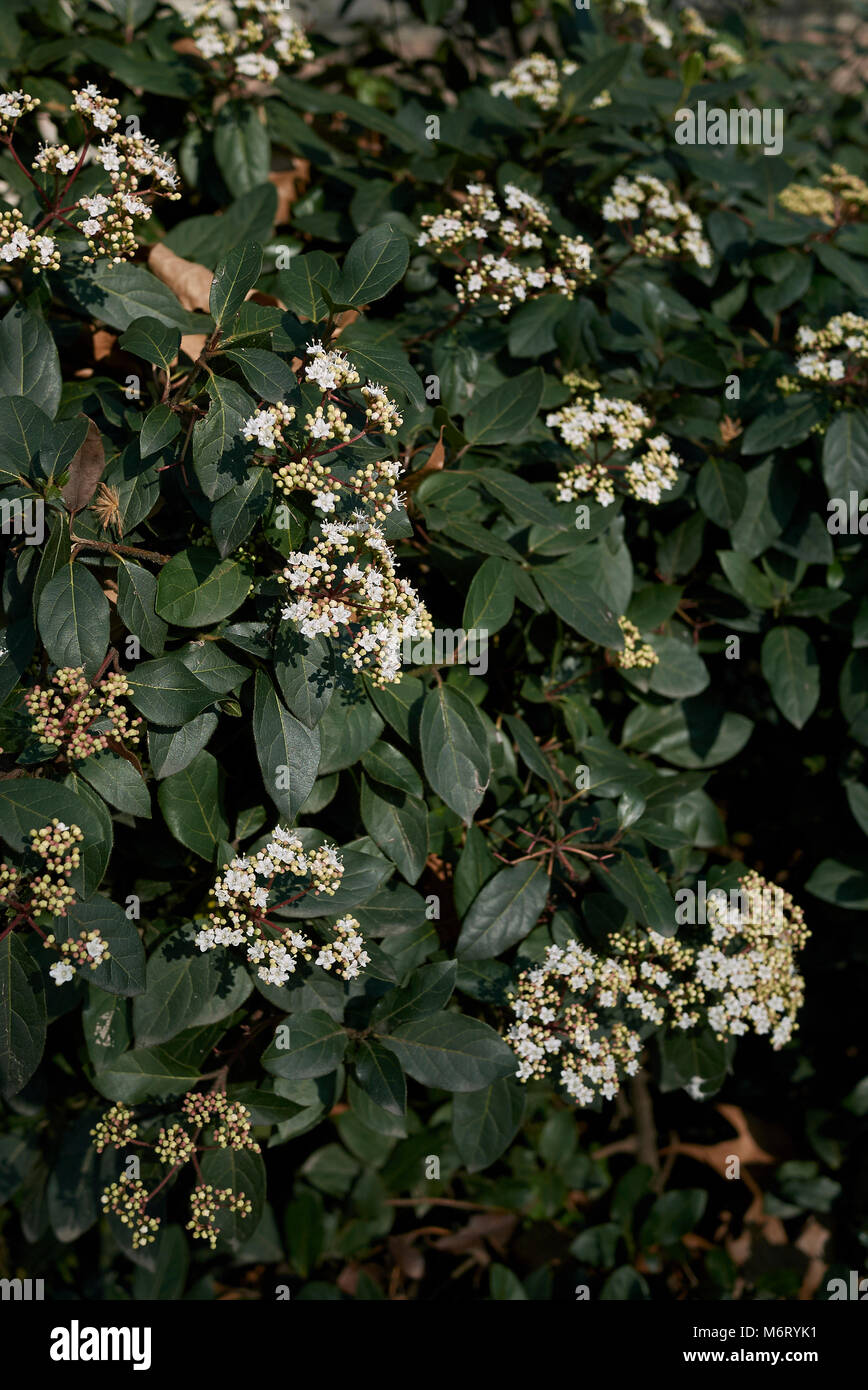 Viburnum tinus Stock Photo Alamy