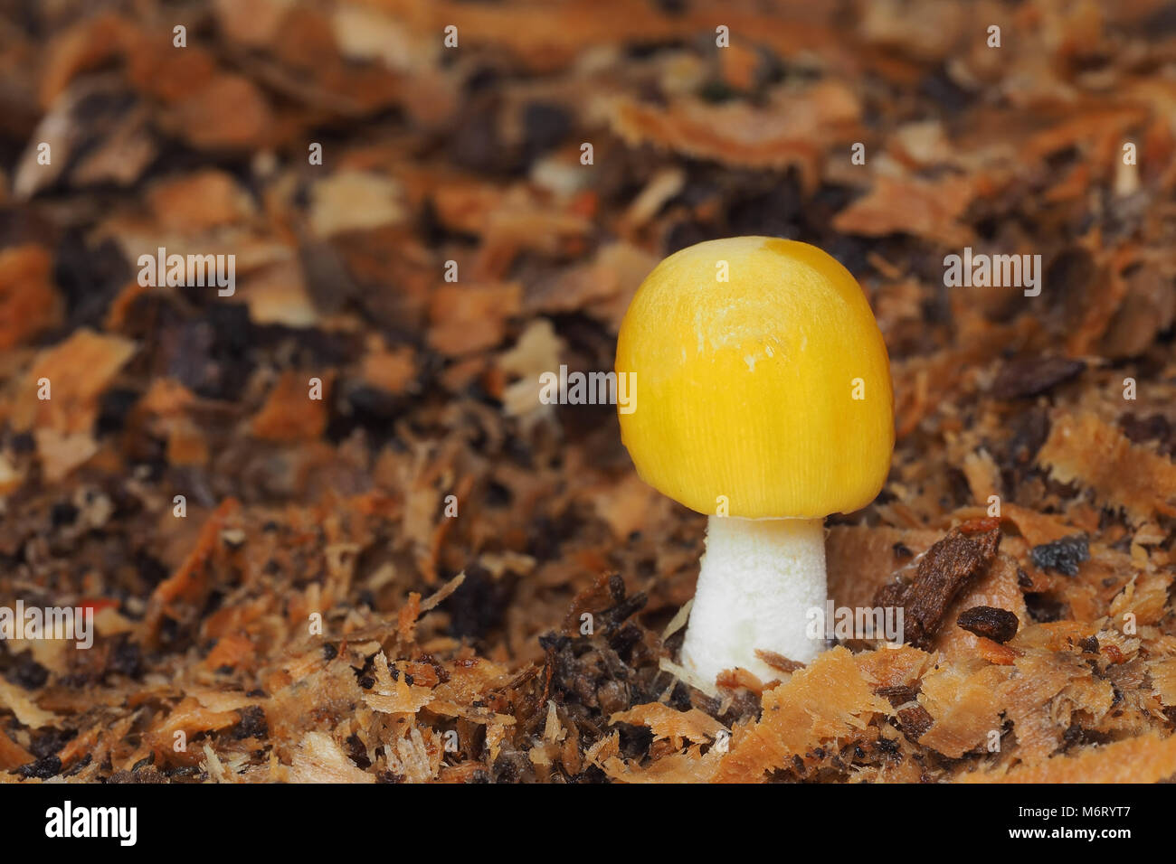 Yellow Fieldcap mushroom (Bolbitius titubans) growing in woodland. Tipperary, Ireland Stock Photo