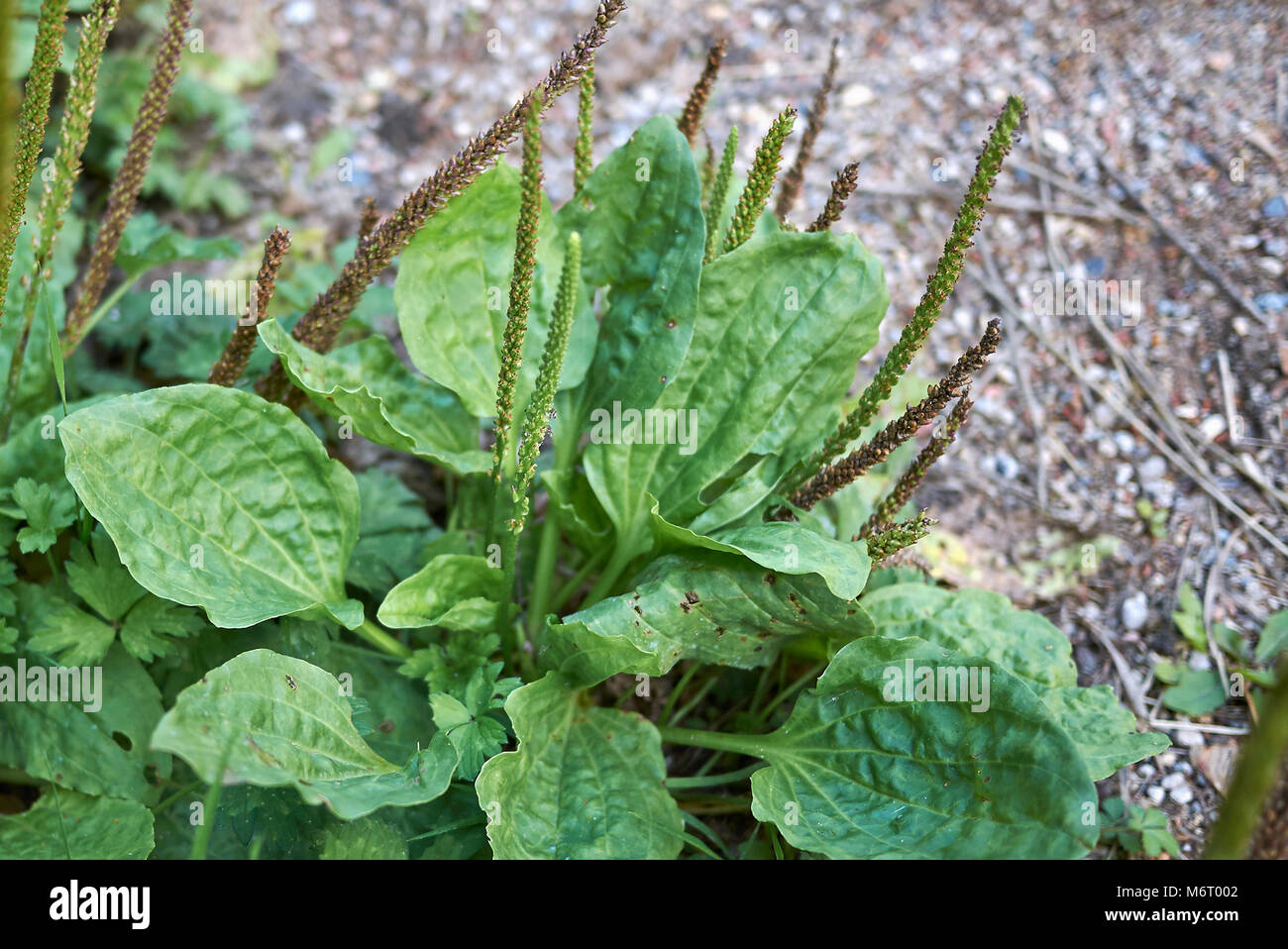 Plantago major Stock Photo