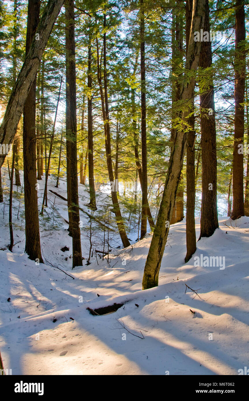 late afternoon shadows cast across undulating snowy slopes by riverside hemlock trees Stock Photo