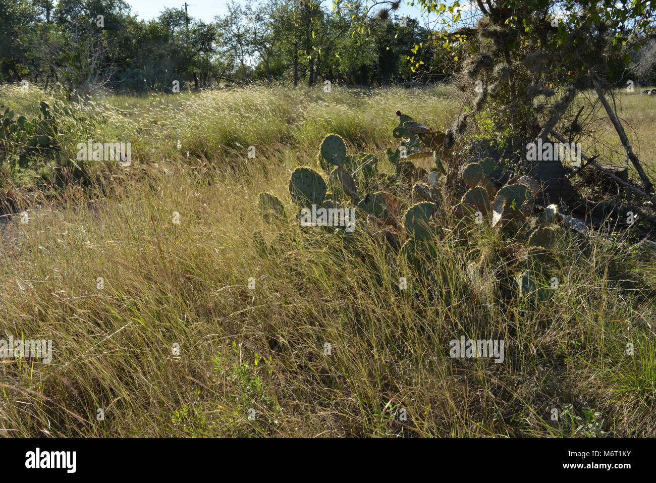 Trees and grasses with water in fall season in Texas Hill Country Stock