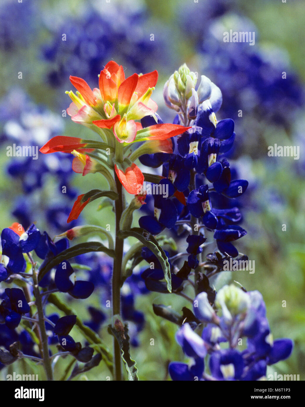 and Indian Paintbrush wild flowers Stock Photo Alamy