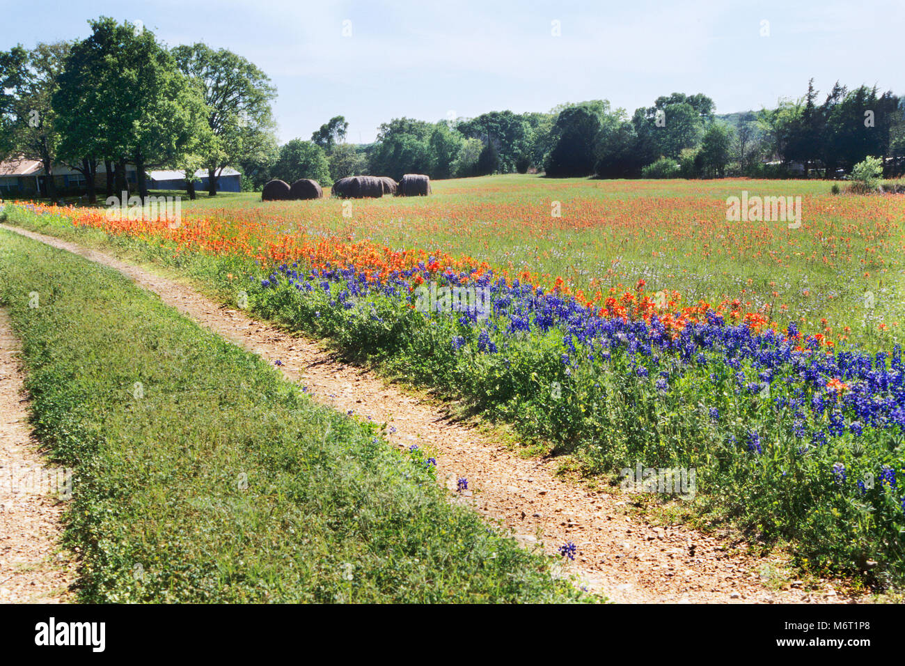and Indian Paintbrush wild flowers Stock Photo Alamy