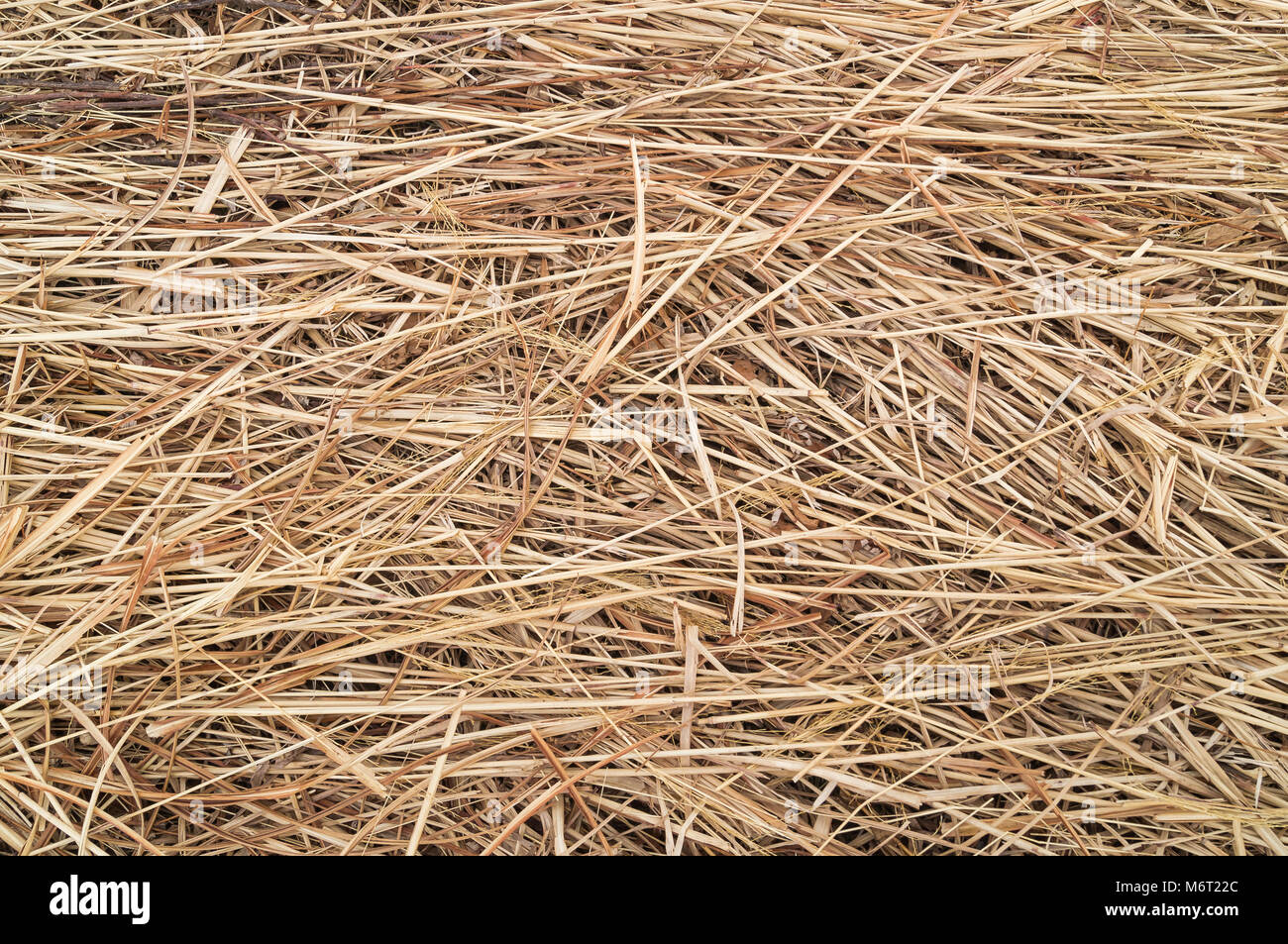 Yellow straw and hay or dry grass background texture or pattern after ...