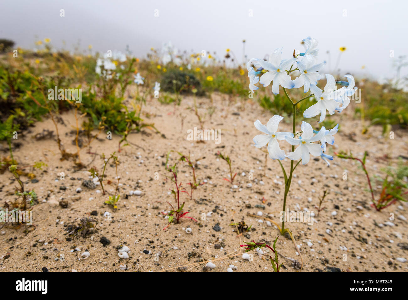 Blooming Desert Chile 2017, Zephyra elegans D.Don, Stock Photo