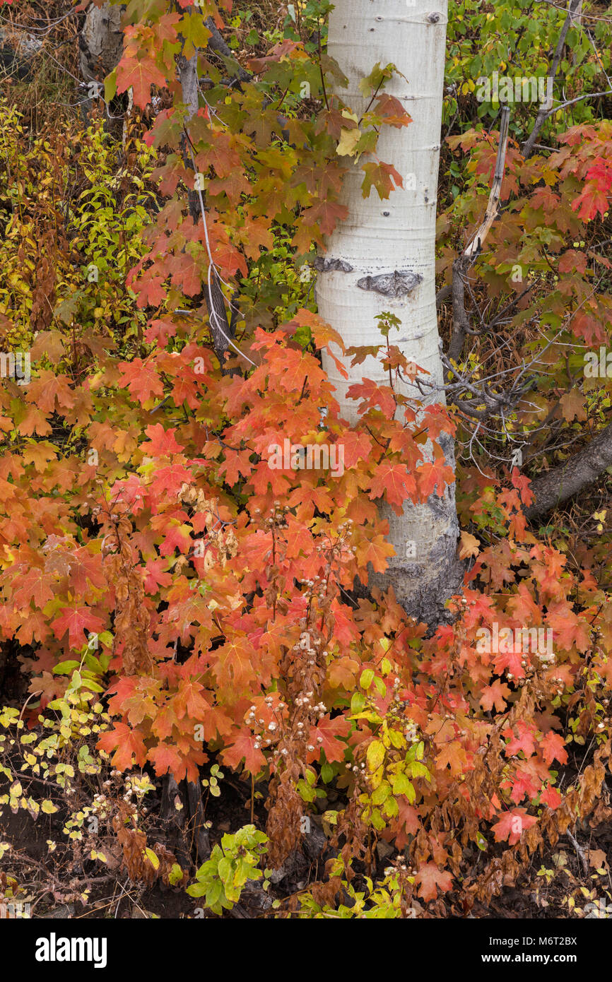 Aspen trunk and fall foliage, Uinta National Forest, Wasatch Mountains, Utah Stock Photo