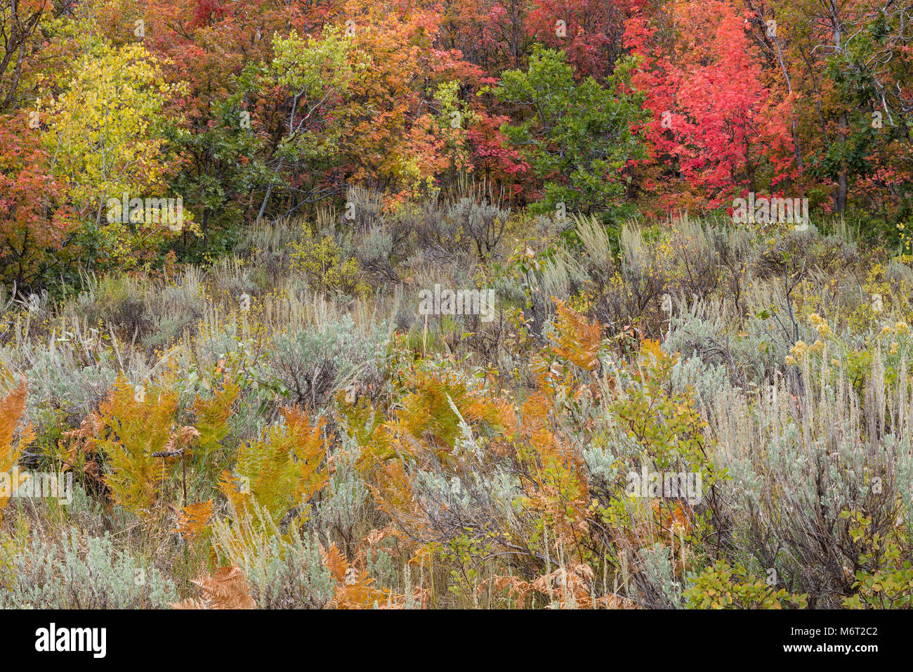 Fall foliage, Uinta National Forest, Wasatch Mountains, Utah Stock Photo