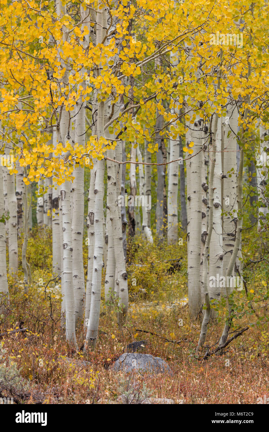 Aspen forest, Wasatch National Forest, Wasatch County, Utah Stock Photo