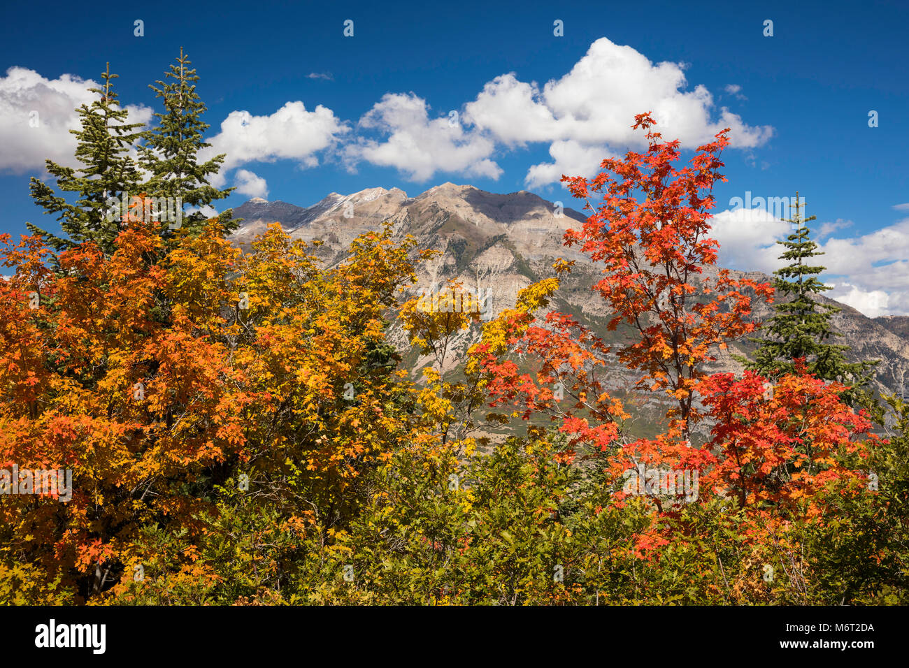 Fall color, Mount Timpanogos, Wasatch Mountains, Utah Stock Photo
