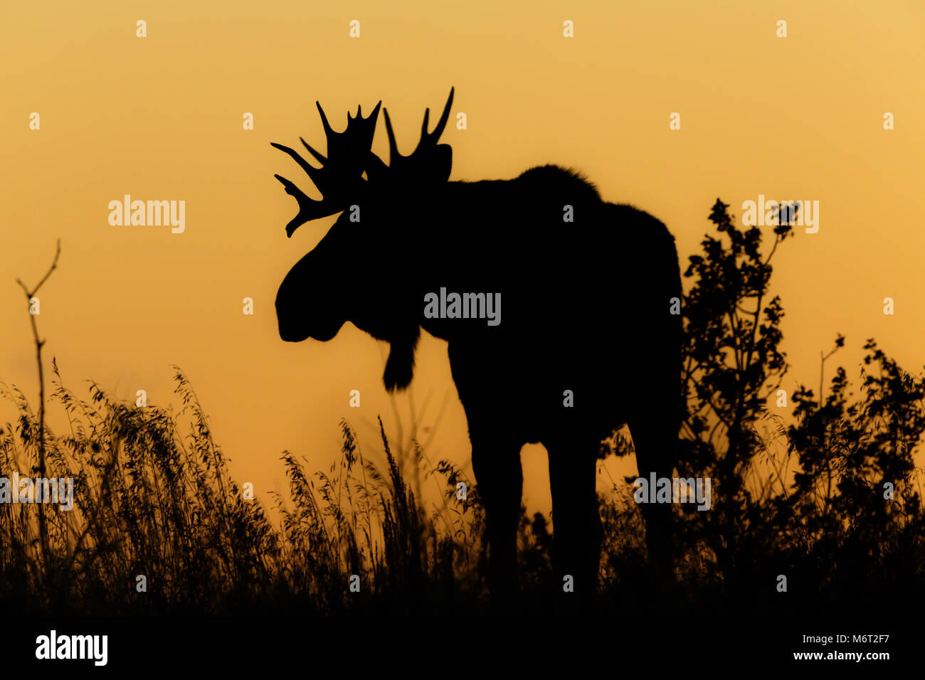 A bull Moose in rutting season silhouetted against orange sky sunset and grass Stock Photo