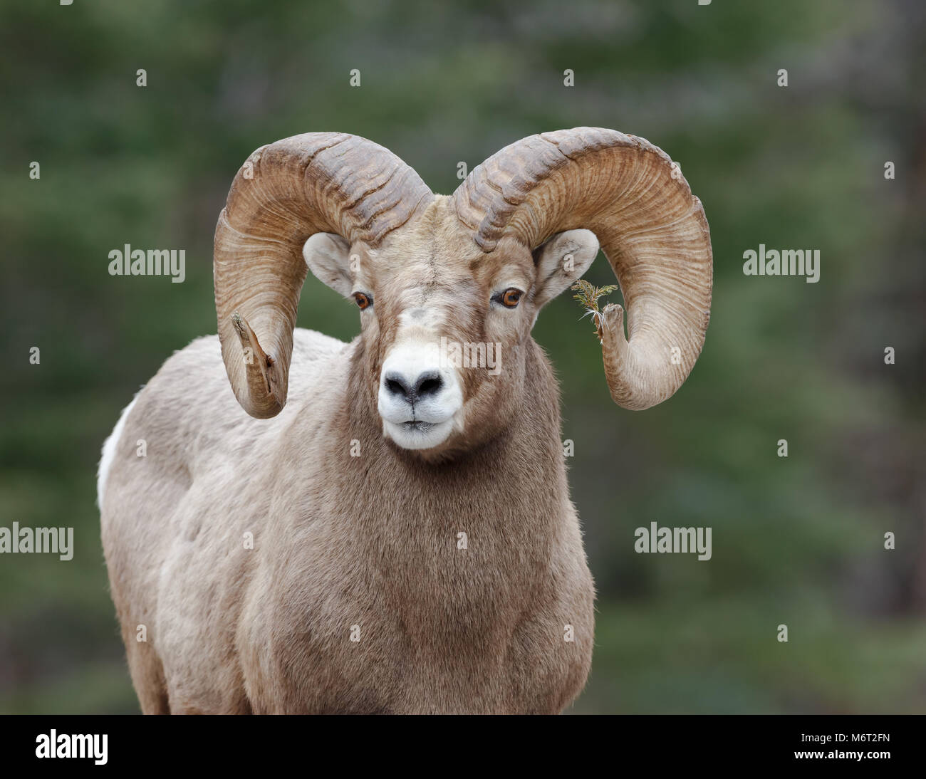 Possibly the most interesting mountain sheep ram I have had the pleasure to  photograph. The tamarack branch stuck in his horn was a lucky find Stock  Photo - Alamy