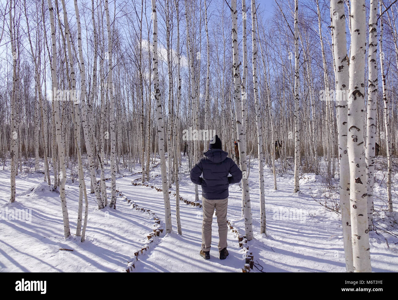 Man Standing In A Foggy Forest High Resolution Stock Photography and ...