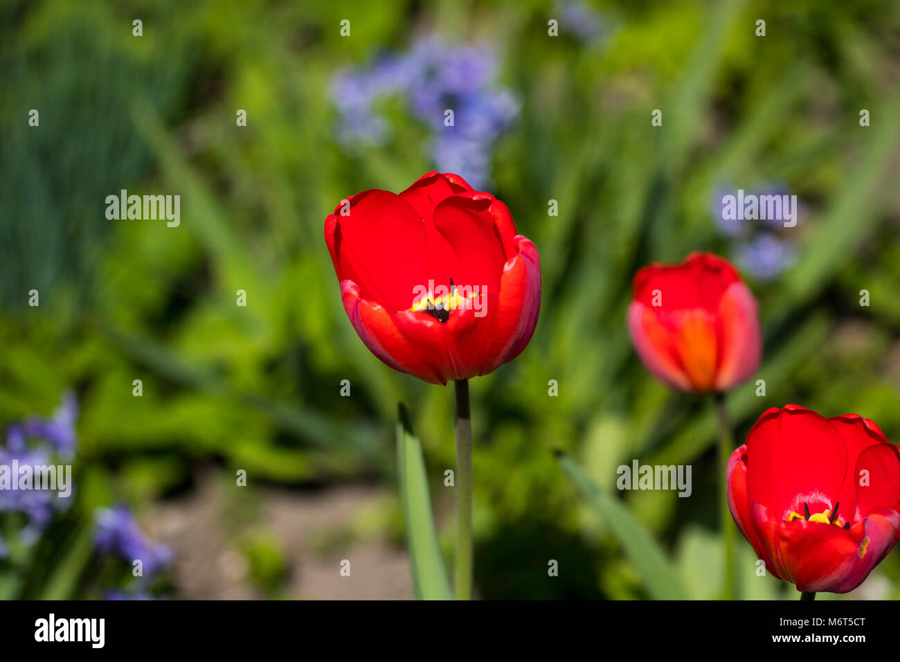 Close up of part of tulip flower. Big close up of spring tulip Stock