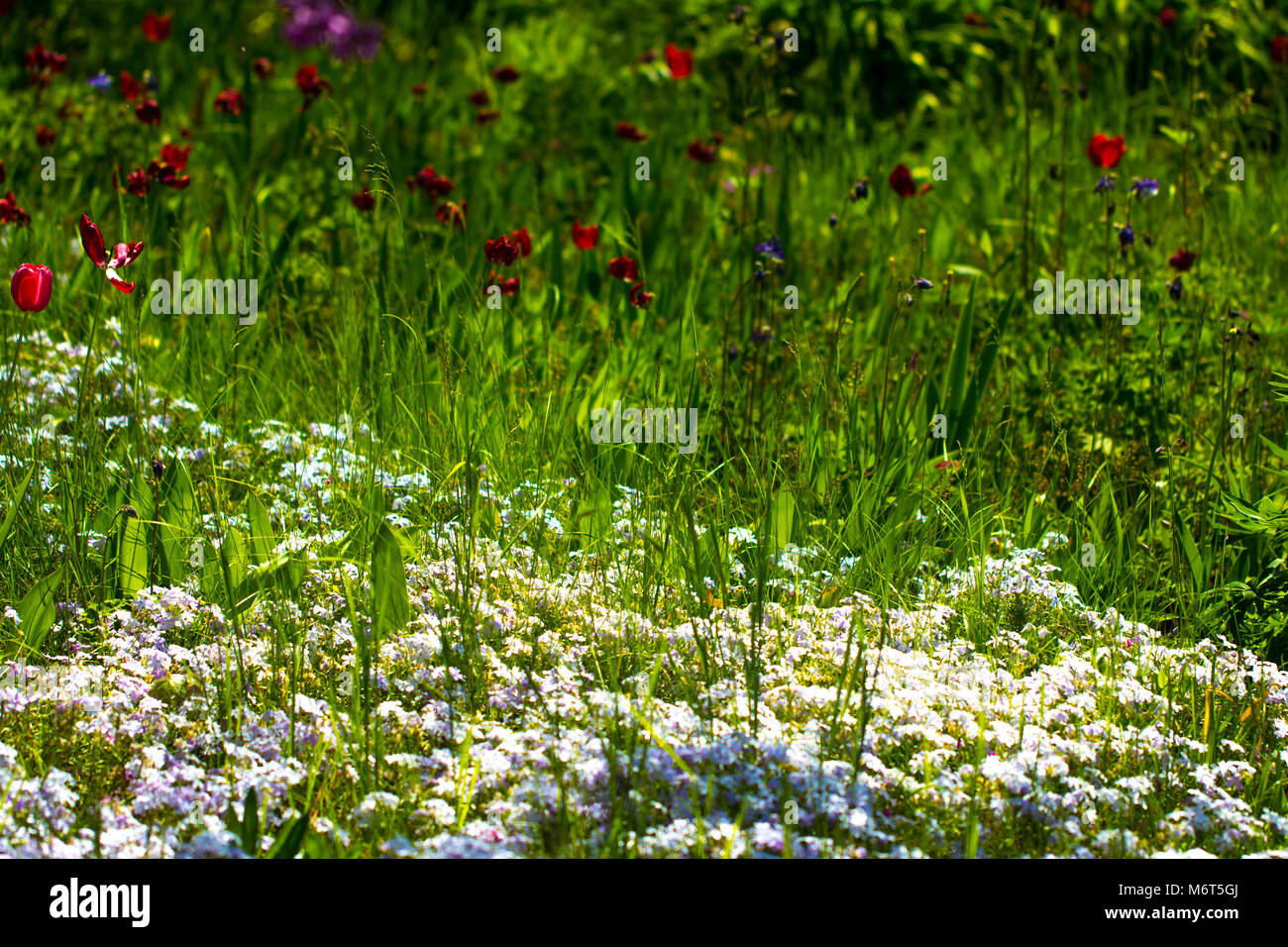 Spring Composition The Spring flower meadow. Composition of nature Stock Photo - Alamy
