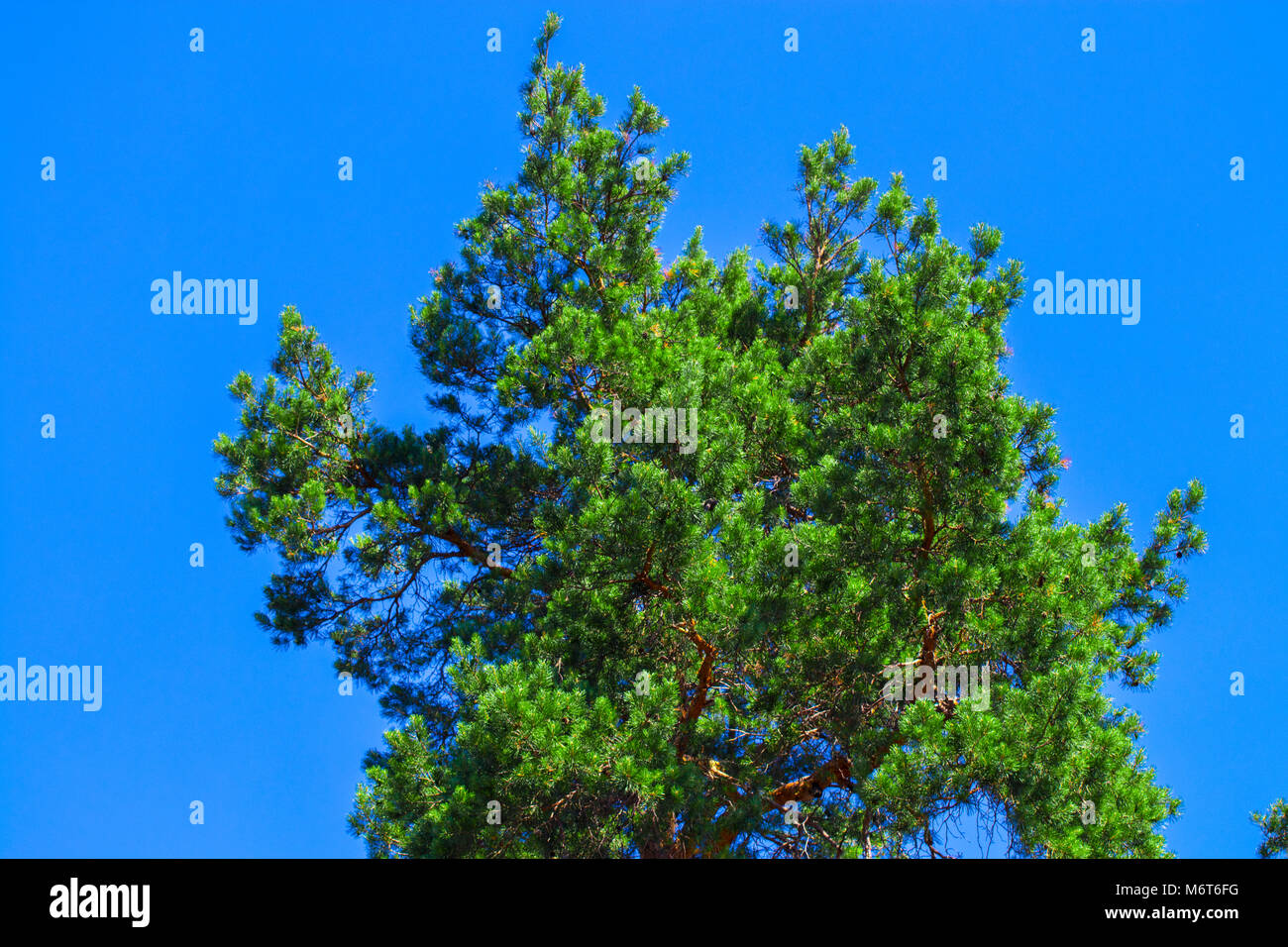 Pine tree against the sky ,blue sky , green Stock Photo - Alamy