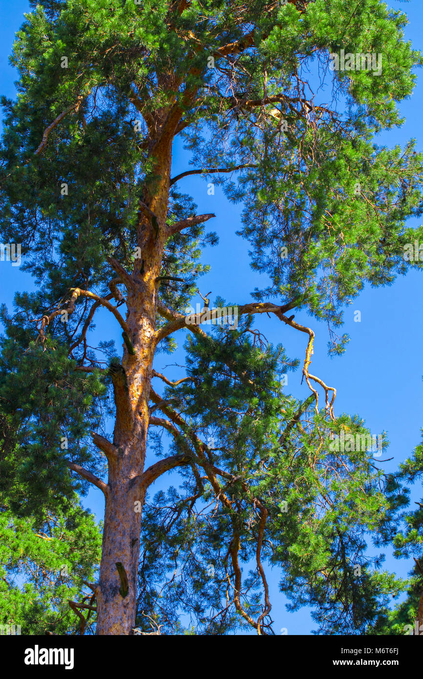 Pine tree against the sky ,blue sky , green Stock Photo - Alamy