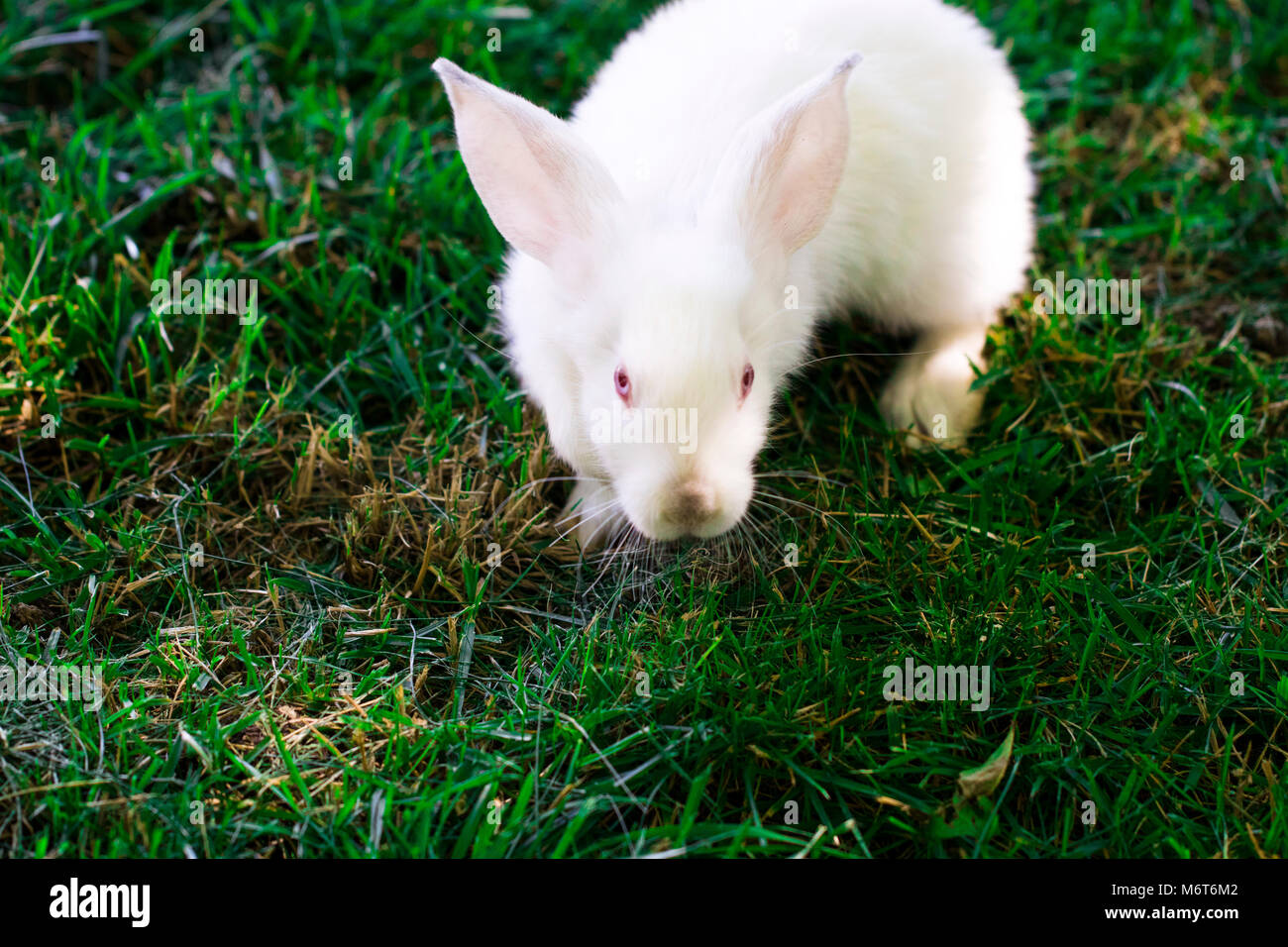 Little funny rabbit running on the field in summer Stock Photo - Alamy