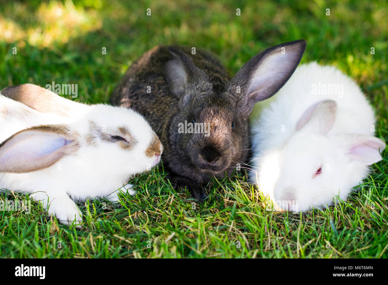 Three Rabbits High Resolution Stock Photography and Images Alamy