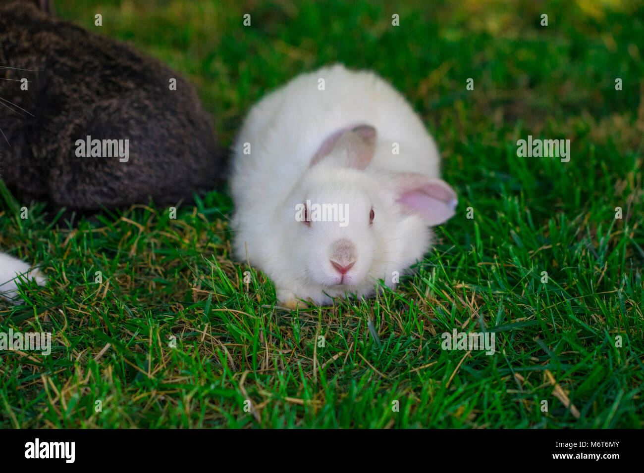 Little funny rabbit running on the field in summer Stock Photo - Alamy