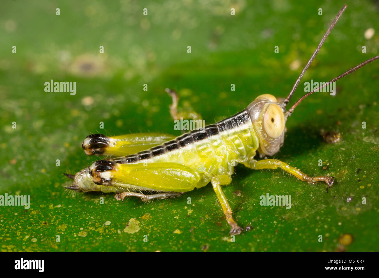 Grasshopper photographed near Botapassie, Suriname Stock Photo