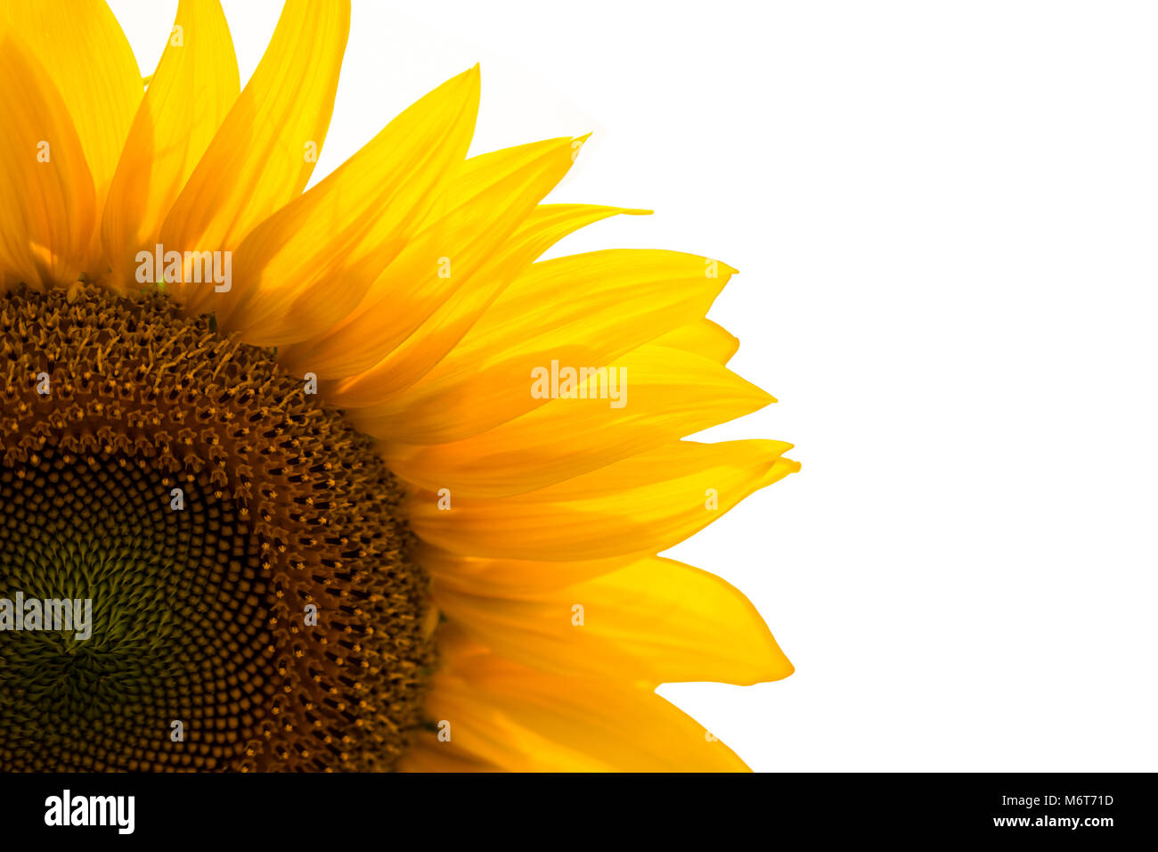The Sunflower isolated on white background Stock Photo - Alamy
