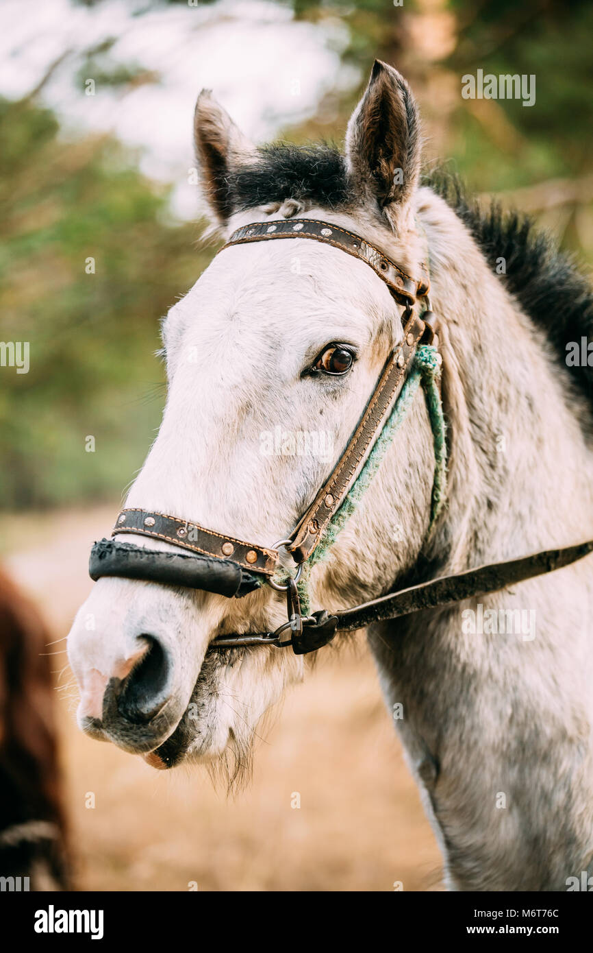 Horse face close up hi-res stock photography and images - Alamy