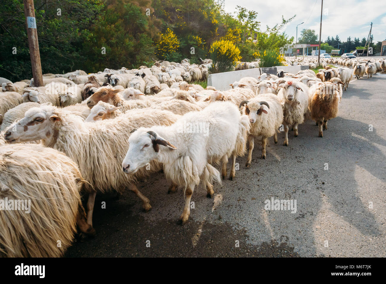 Georgia, Caucasus. Close View Of The Flock Of Unshorn Sheep Moving On The Asphalt Road In The Rural Area. Stock Photo