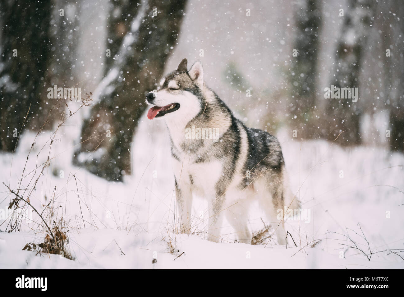 Siberian Husky Dog Walking Outdoor In Snowy Field At Winter Day Stock ...