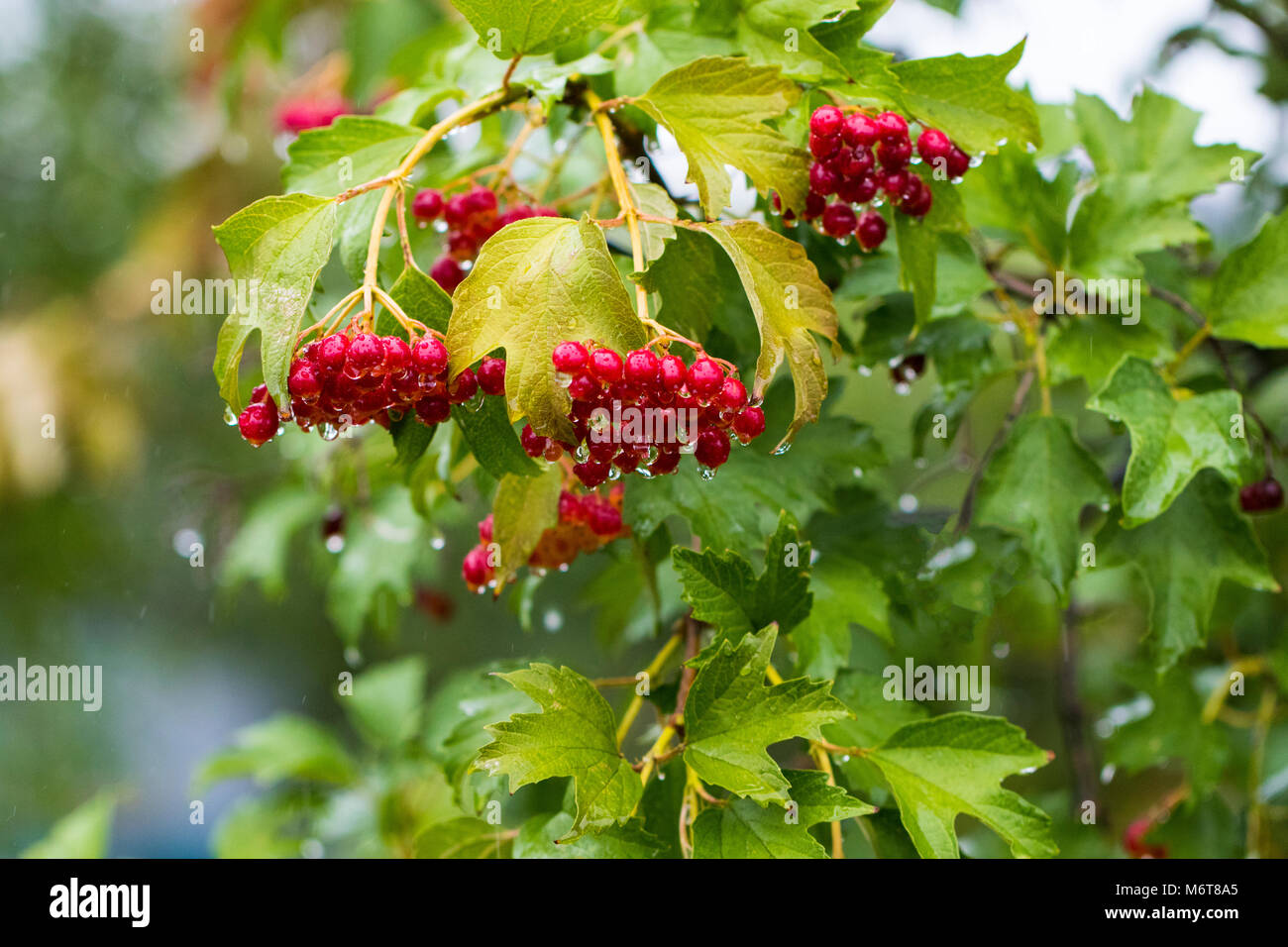 Branches with large clusters of red viburnum. Red viburnum closeup in