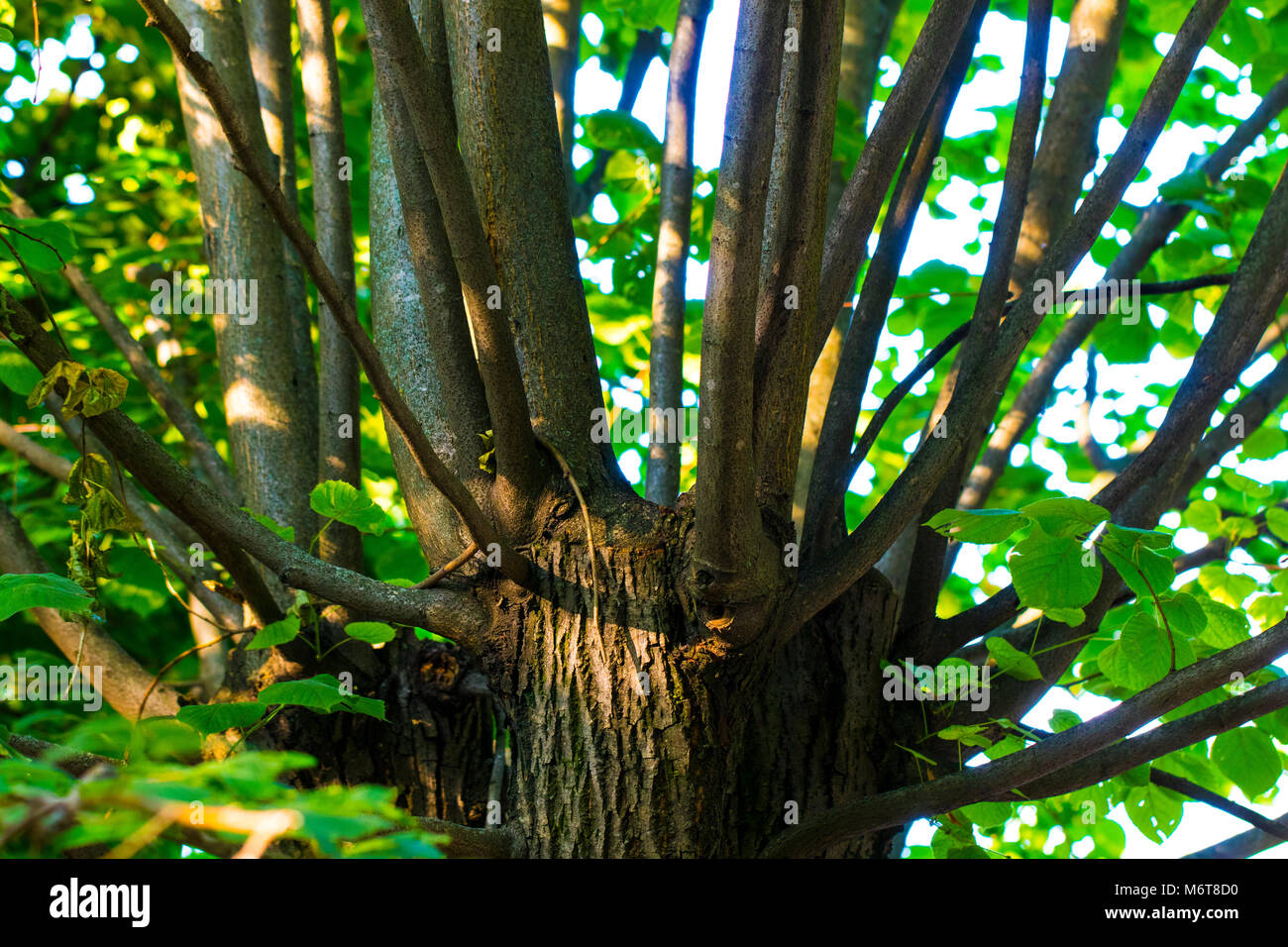 numerous green branches extending from the tree trunk. Stock Photo