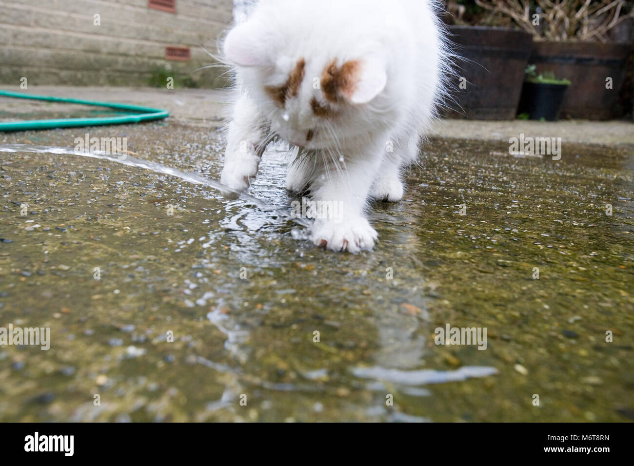 Turkish van white fluffy cat playing with water Stock Photo - Alamy