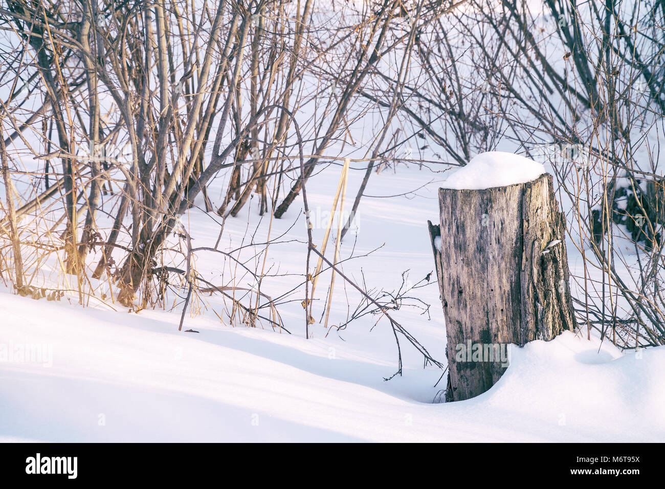 Capping Tree Stump Tree stump snow cap hi-res stock photography and images - Alamy