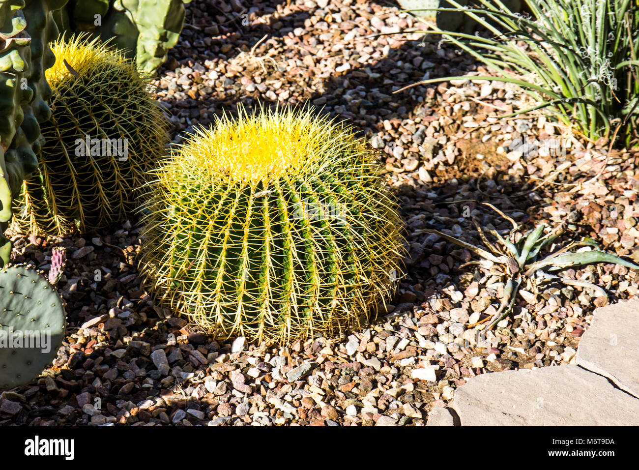Small Barrel Cactus With Hook Barbs Stock Photo