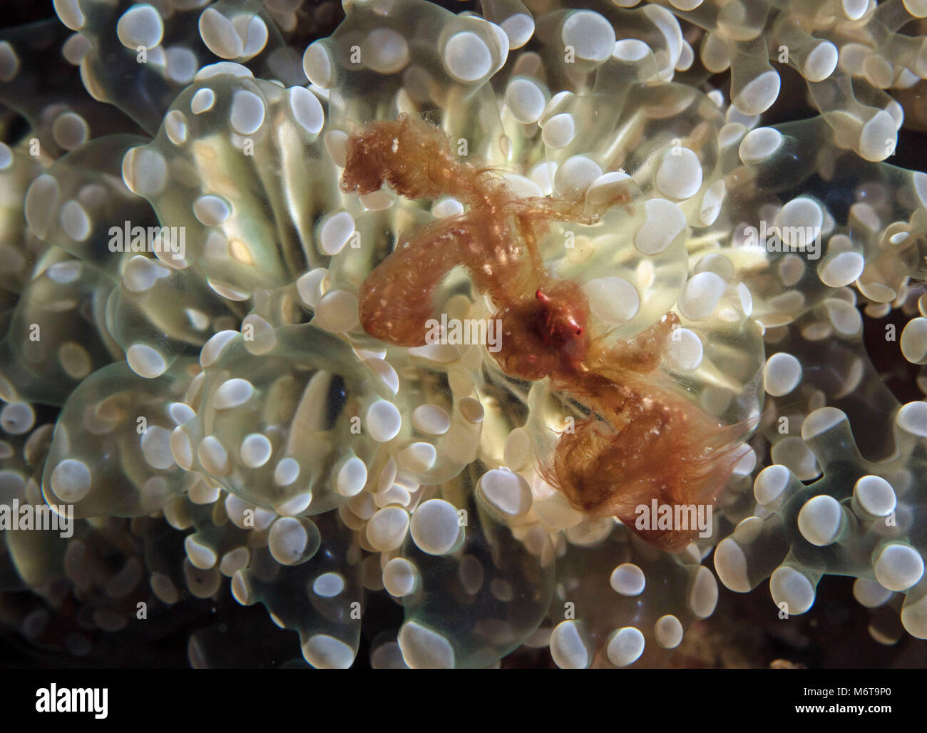 Orangutan crab (Oncinopus sp.). Picture was taken in the Celebes sea, Indonesia Stock Photo