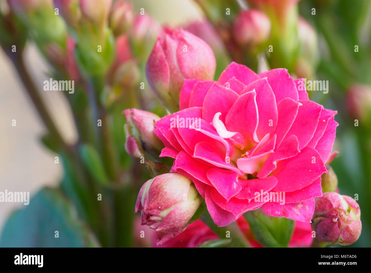 Close-up colorful small pink flowers of Kalanchoe. Stock Photo